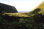 Waipi'o Valley from the Tea House (8493 bytes)